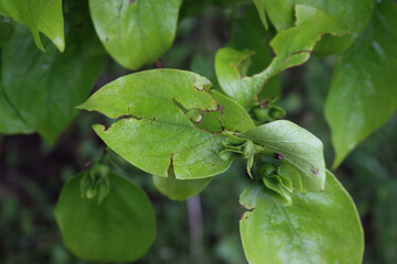 Obraz premium Close-up of Diospyros kaki tree with young fresh fruits and leaves damaged by hailstones on springtime. Hailstorm on orchard