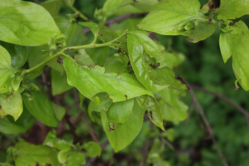 Close-up of Diospyros kaki tree with young fresh fruits and leaves damaged by hailstones on springtime. Hailstorm on orchard