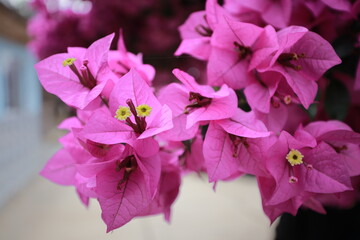 Purple bougainvillea blooms