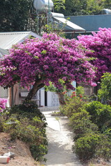Purple bougainvillea blooms