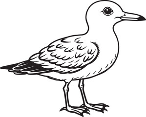 Seagull - Black and White Cartoon Illustration, Vector Art