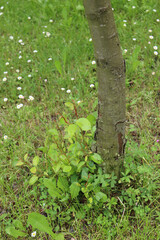 New Pear tree suckers growing at the base of an established tree in the orchard. Pyrus tree 