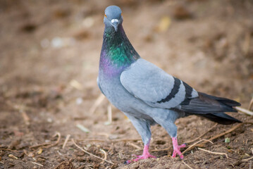 the pigeon on the ground