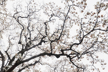 満開のモクレン