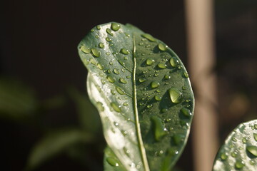 Droplets on a leaf