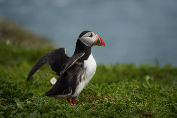 Flowers, Puffins and Rabits of Skomer Island in May-24, Wales, the UK