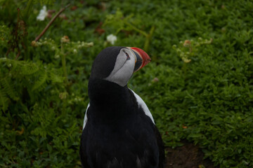 Flowers, Puffins and Rabits of Skomer Island in May-24, Wales, the UK
