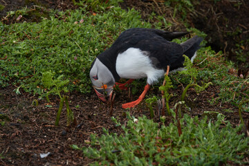 Flowers, Puffins and Rabits of Skomer Island in May-24, Wales, the UK