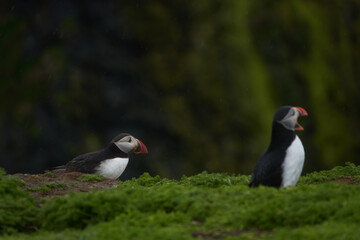 Flowers, Puffins and Rabits of Skomer Island in May-24, Wales, the UK