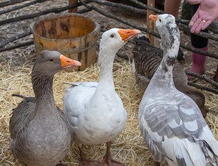Three domestic geese in a pen on a farm, close-up repeat
