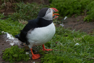 Flowers, Puffins and Rabits of Skomer Island in May-24, Wales, the UK