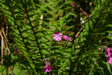 Flowers in the forest in May-24, Wales, the UK