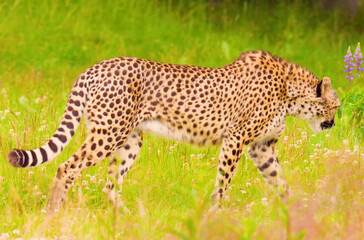cheetah in the savannah of kenya, africa
