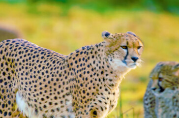 cheetah walking on the grass