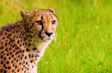 wild leopard in the savannah