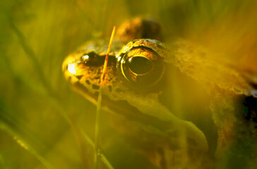 close up view of frog in the grass, natural background