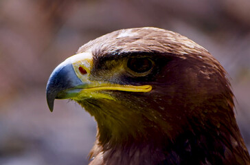 eagle in the nature.