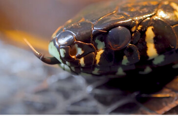 close up of an animal, selective focus, close up