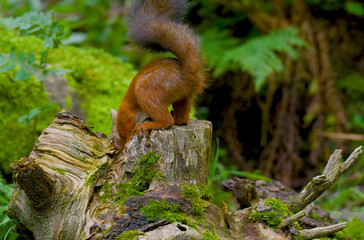Red squirrel in the woods scene