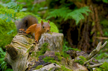 squirrel in the woods scene