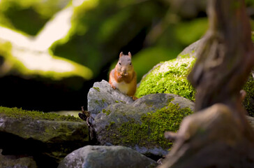 squirrel in the forest, squirrel in nature