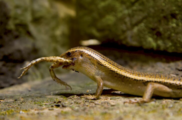 lizard in the forest