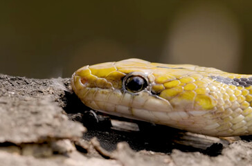 snake, close up, selective focus