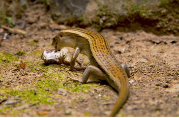 lizard on a tree