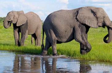 elephant and elephant, kruger park, south africa