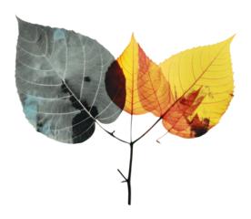 PNG Leaf art plant tree.