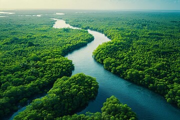 Aerial top view of a dense green mangrove forest, captured by drone, symbolizing carbon neutrality and sustainability efforts