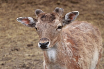 fawn