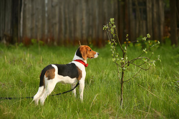 Portrait of a six month old estonian hound puppy