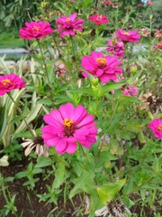 Obraz premium Beautiful flowers in the garden, this is the natural beauty of nature.