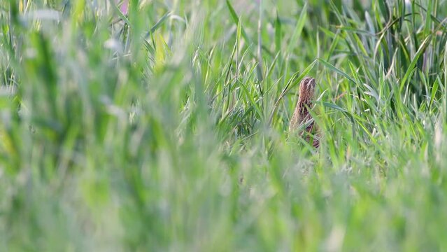 Male Wild Common Quail (Coturnix Coturnix) calling 