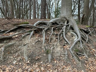 Tree with roots showing above ground in forest