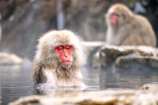 Japanese Snow Monkey japanese snow monkeys playing in hot springs in winter.