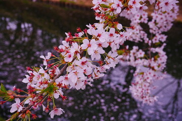 Obraz premium Pink Sakura or Cherry Blossom Tunnel and Moat of Hirosaki Castle in Aomori, Japan - 日本 青森 弘前城 外濠 桜のトンネル 