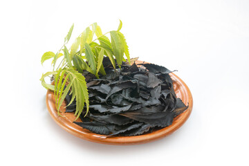 preparing Neem Majon, black tooth powder with Neem leaves, Neem stick and roasted neem leaves on white background. Dater Majon, Kalo Nimer Majon. it used as tooth cleaner.