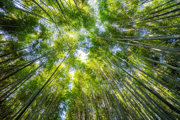 Beautiful llandscape of Bamboo forest at Arashiyama Looking up to sky, Kyoto, Japan nature. Sagano...