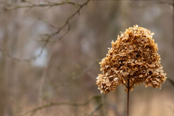 Dried hydrangea flower on a blurry background, nature.