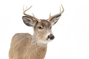 A white-tailed deer buck in winter in Canada
