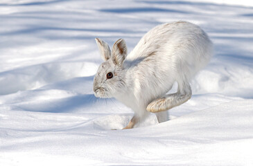 White Snowshoe hare isolated on white background running in snow in Canada