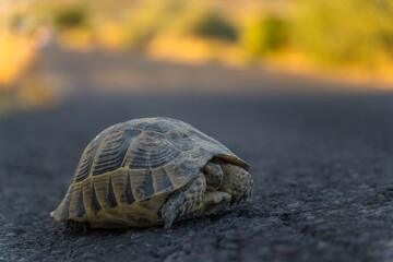 Obraz premium Close-up of a turtle on an asphalt road looks at the camera. Concept of protecting and helping animals