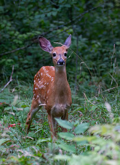 White-tailed deer fawn in the tall grass in the early summer in Canada