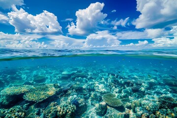 Fototapeta premium Underwater Coral Reef: Serene Beauty Below the Surface