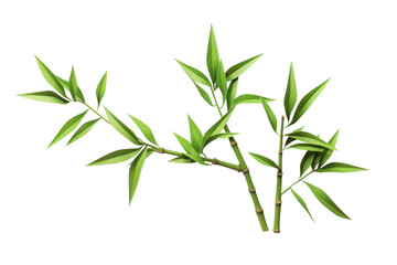 Fototapeta premium PNG Bamboo plant leaf white background.