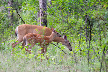 White-tailed deer fawn and doe in the forest in Ottawa, Canada