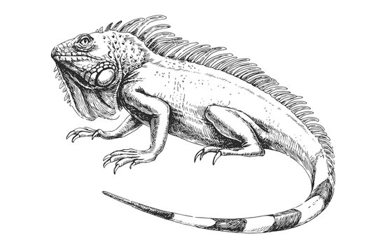 Vector hand-drawn illustration of Green Iguana in engraving style. Sketch of wild American animal isolated on white.