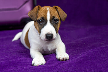beautiful Jack Russell terrier puppy lying on a purple background